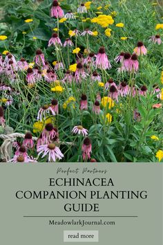 echinacea companion plants Echinacea Companion Plants, Coneflower Companion Plants, Poppy Companion Plants, Coneflower Garden Design, Planting Coneflower Seeds, Coneflower Garden, Coneflower Landscaping, Plants With Pink Flowers, Hosta Care