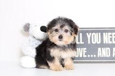 a small dog sitting next to a sign with a stuffed animal on it's back