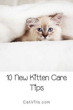 a kitten peeking out from under a blanket with the words 10 new kitten care tips