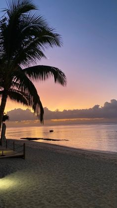 a palm tree sitting on top of a sandy beach next to the ocean at sunset