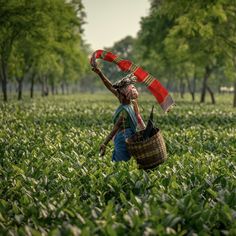 a woman picking tea leaves in a field