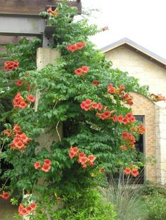 red flowers growing on the side of a building