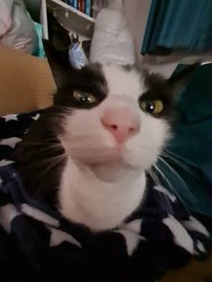 a black and white cat wearing a plastic cone on its head, looking at the camera