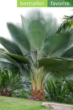 there is a palm tree in the yard