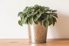 a potted plant sitting on top of a wooden table