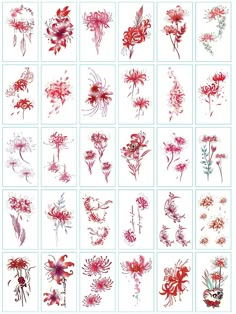 the different flowers are drawn in red ink