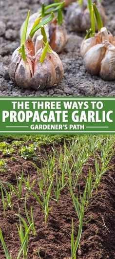 the three ways to propagate garlic garden's path