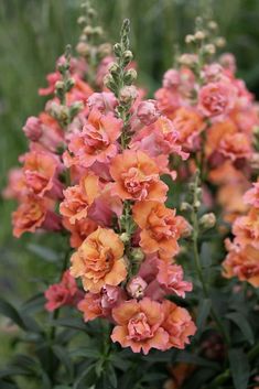 some orange and pink flowers in the grass