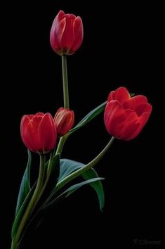 three red tulips with green leaves on a black background