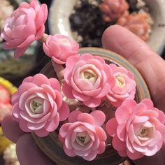 small pink flowers are being held in a person's hand with other plants behind them