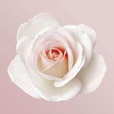 a single white rose on a pink background