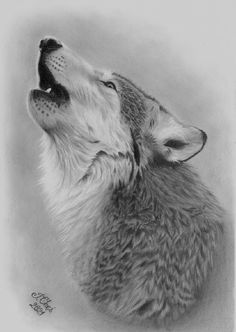 a drawing of a wolf looking up at the sky