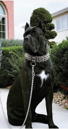 a black and white dog sitting on top of a sidewalk next to a person wearing a suit