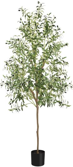 an olive tree in a black pot on a white background