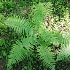 a green plant with lots of leaves in the middle of some grass and bushes behind it