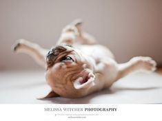 a brown and white dog laying on its back