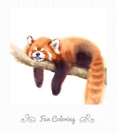 a watercolor painting of a red panda sleeping on a branch with the words fun coloring