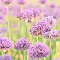 purple flowers are blooming in the field