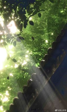 sunlight shining through the leaves on trees