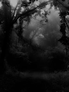 black and white photograph of trees in the foggy forest with light coming through them