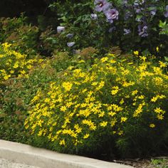 yellow and purple flowers are growing in the grass next to a cement planter with green leaves on it