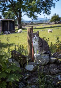 a cat sitting on top of a rock wall next to a field with sheep in the background