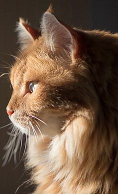 an orange cat looking off into the distance