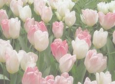 many pink and white tulips are blooming together