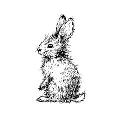 a black and white drawing of a rabbit sitting on its hind legs, looking to the side