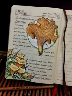 an open notebook with drawings of mushrooms and writing on the pages in spanish, english and french