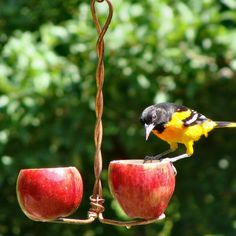 a yellow and black bird sitting on top of an apple hanging from a tree branch