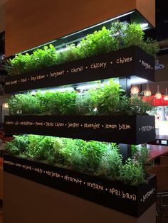 an indoor herb garden is displayed on the wall