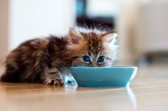 a kitten eating out of a blue bowl on the floor with it's eyes wide open