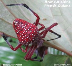 a close up of a spider on a leaf with words above it that read, araneus alsine french guana