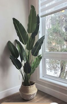 a potted plant sitting in front of a window on top of a hard wood floor