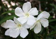 two white flowers with green leaves in the background