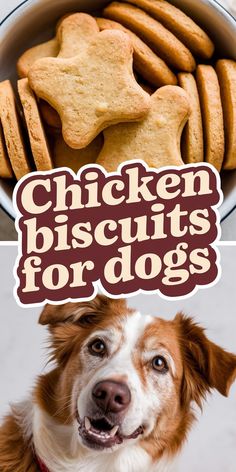 there is a dog that is looking at the camera and has cookies on his head