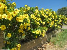 yellow flowers growing on the side of a fence