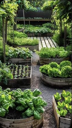 an outdoor garden with lots of green plants