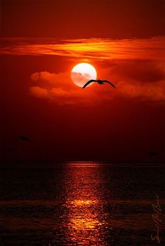 two birds flying over the ocean at sunset with a full moon in the sky behind them