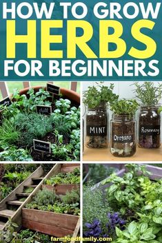 several different herbs in mason jars with the words how to grow herbs for beginners