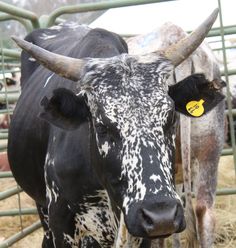 two black and white cows standing next to each other in a fenced in area