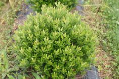 a small bush in the middle of some grass