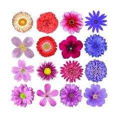 a bunch of different colored flowers on a white background