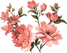 pink flowers with green leaves and buds on a white background, watercolor painting style