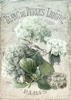 a painting of white flowers and green leaves on a piece of paper that says blancce de perres liquide