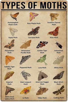 a poster with moths on it that says types of moths