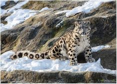 a snow leopard is sitting on some rocks in the snow and looking at the camera