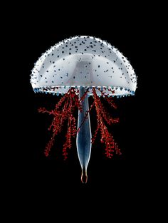 an image of a jellyfish in the water with red corals on it's legs