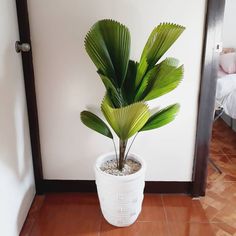 a potted plant sitting on top of a wooden floor next to a white wall